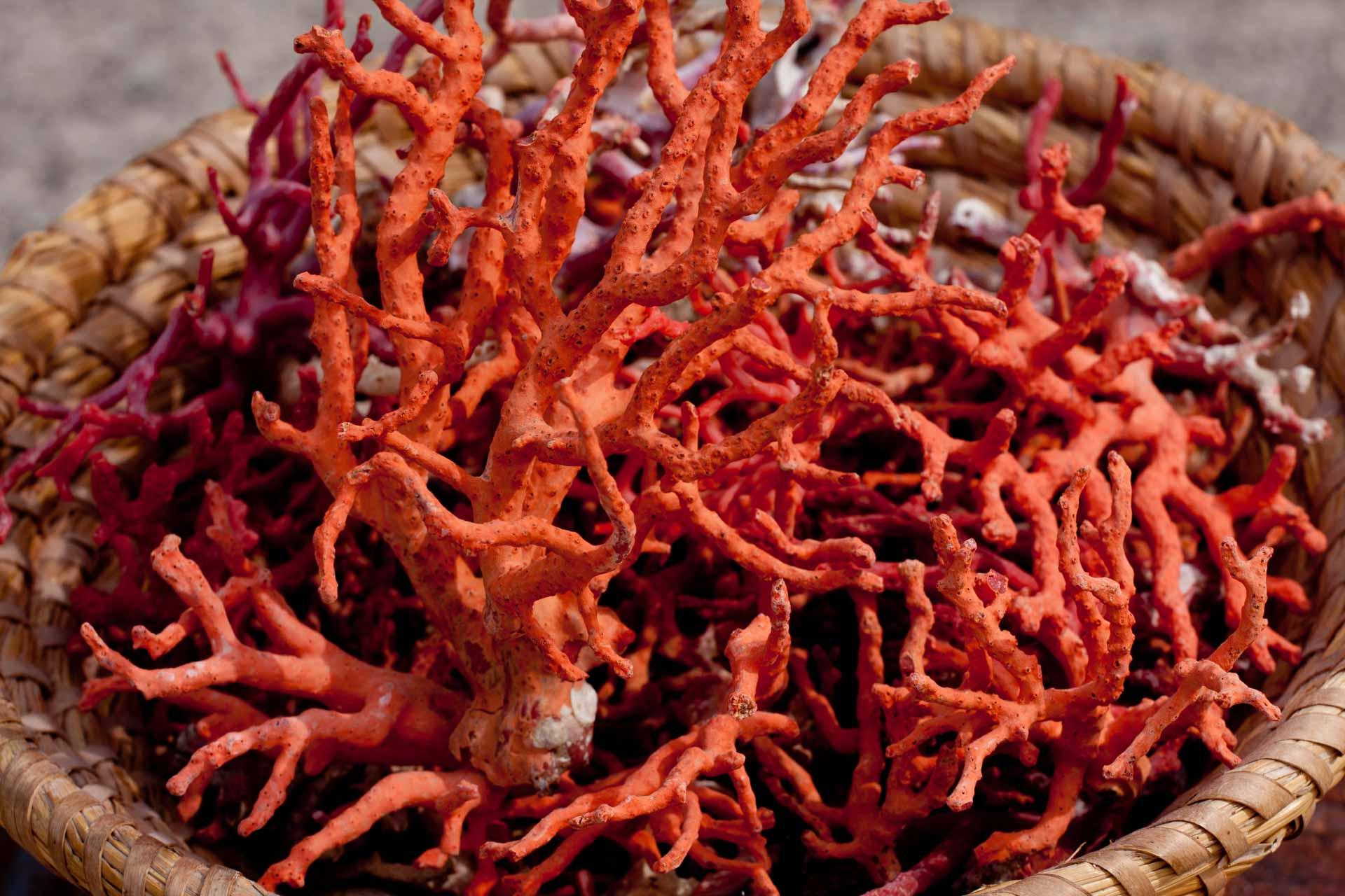 Le corail de Zlarin © Zlatko Sunko